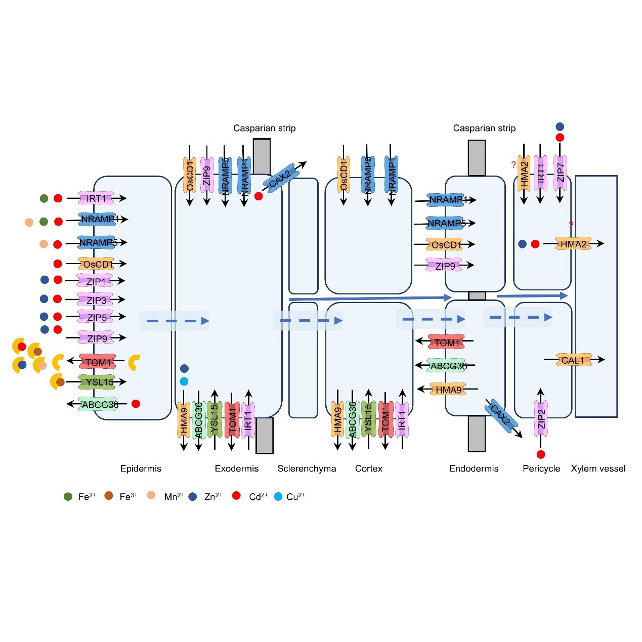 bevictor伟德官网